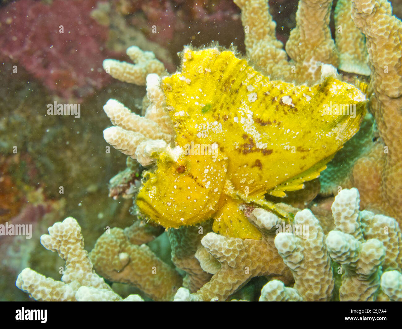 Yellow Leaf Scorpionfish waiting on hard coral Stock Photo