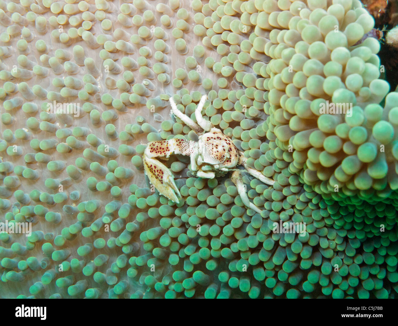 Anemone crab feeding on sea anemone Stock Photo