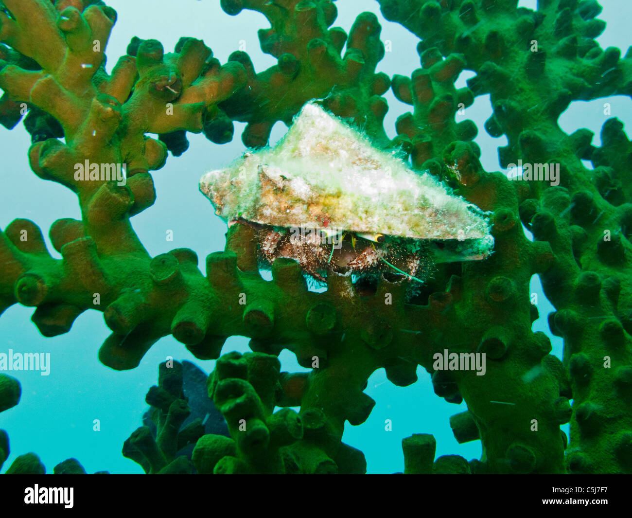Reef crab hires stock photography and images Alamy