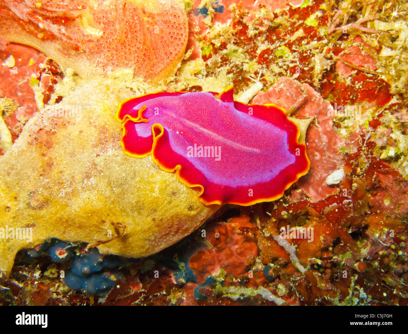 Colourful flat worm. Stock Photo