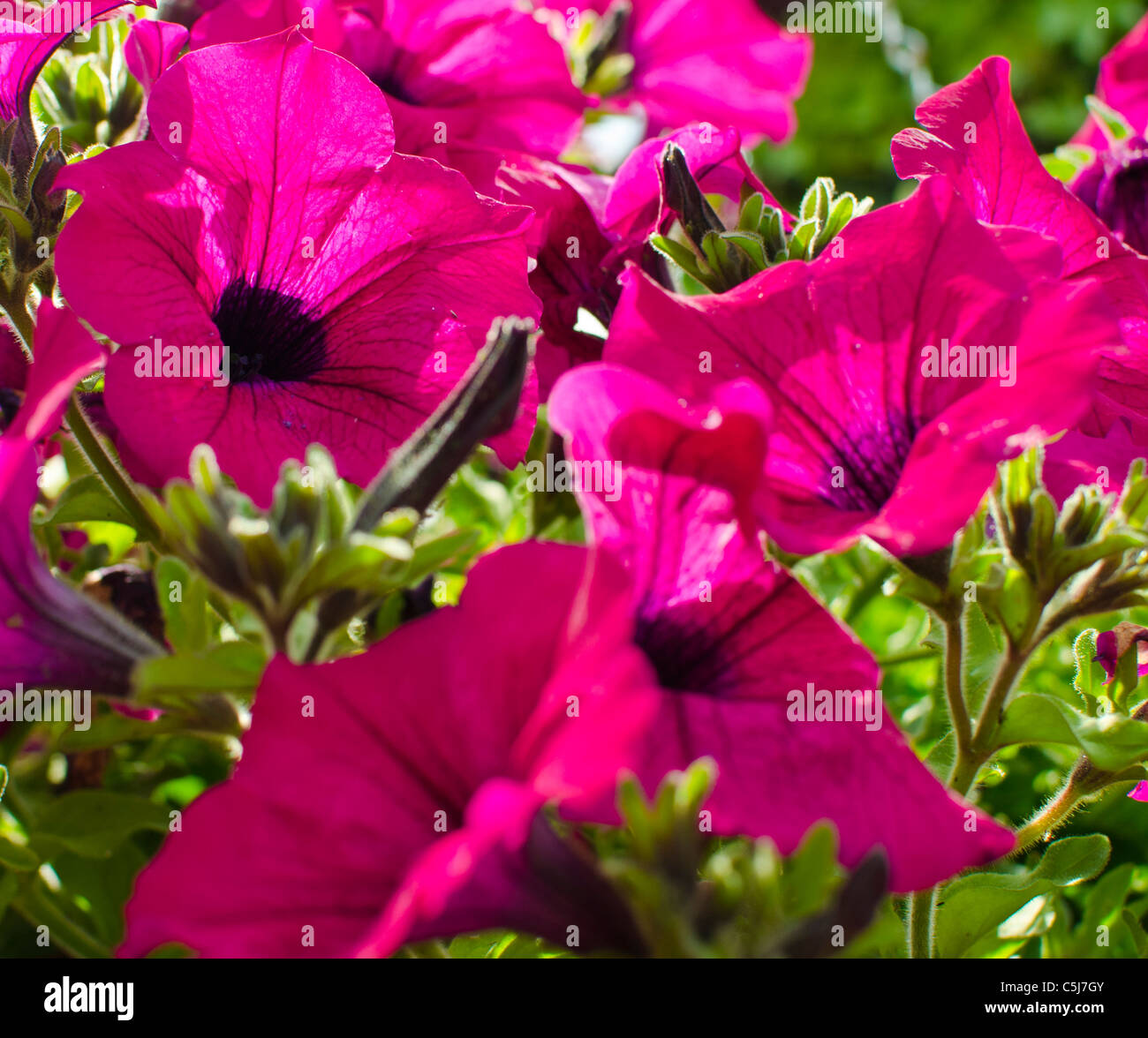 Flowers in pink hanging baskets hi-res stock photography and images - Alamy