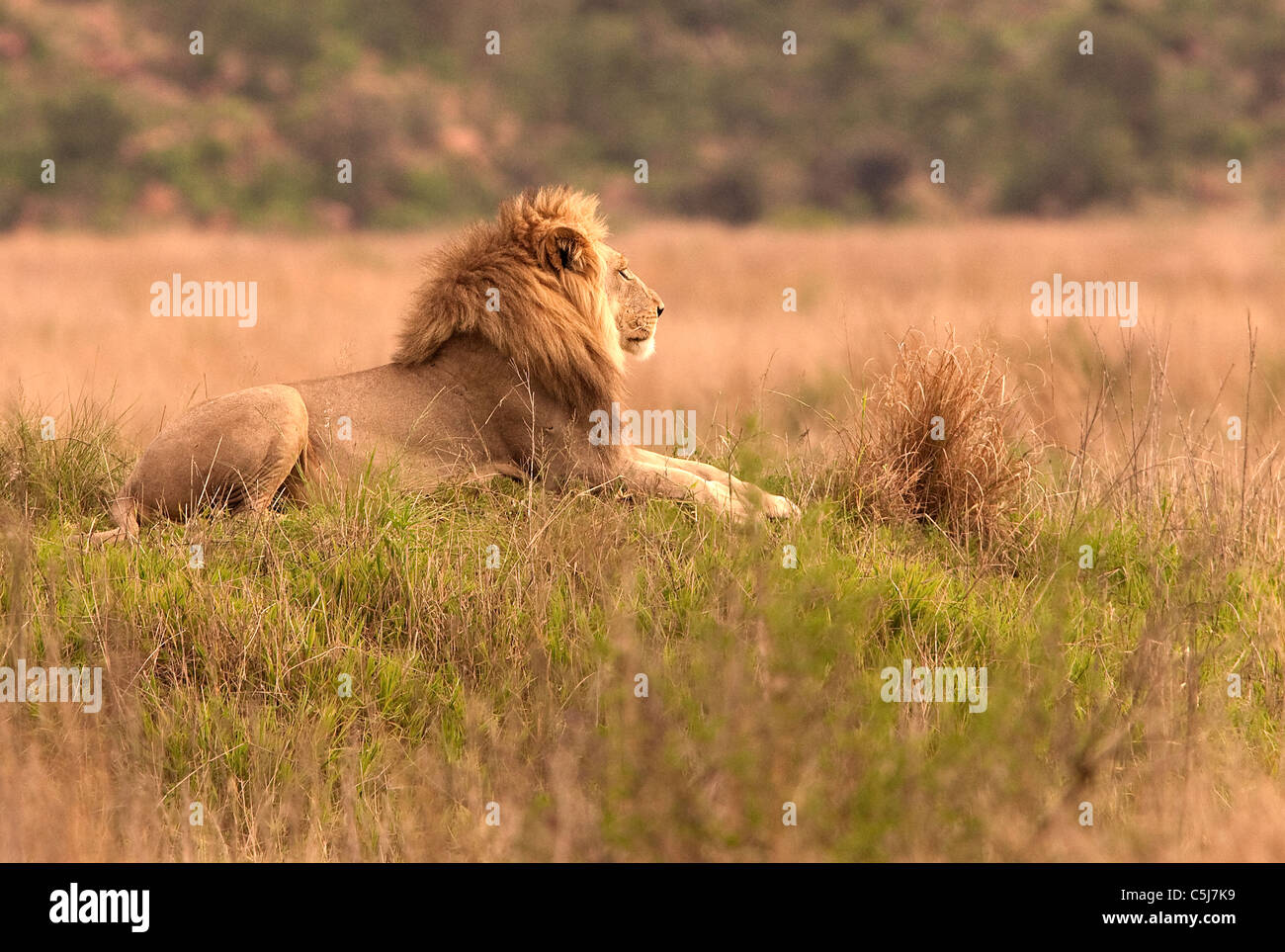 lion in Welgevonden game reserve, South africa Stock Photo