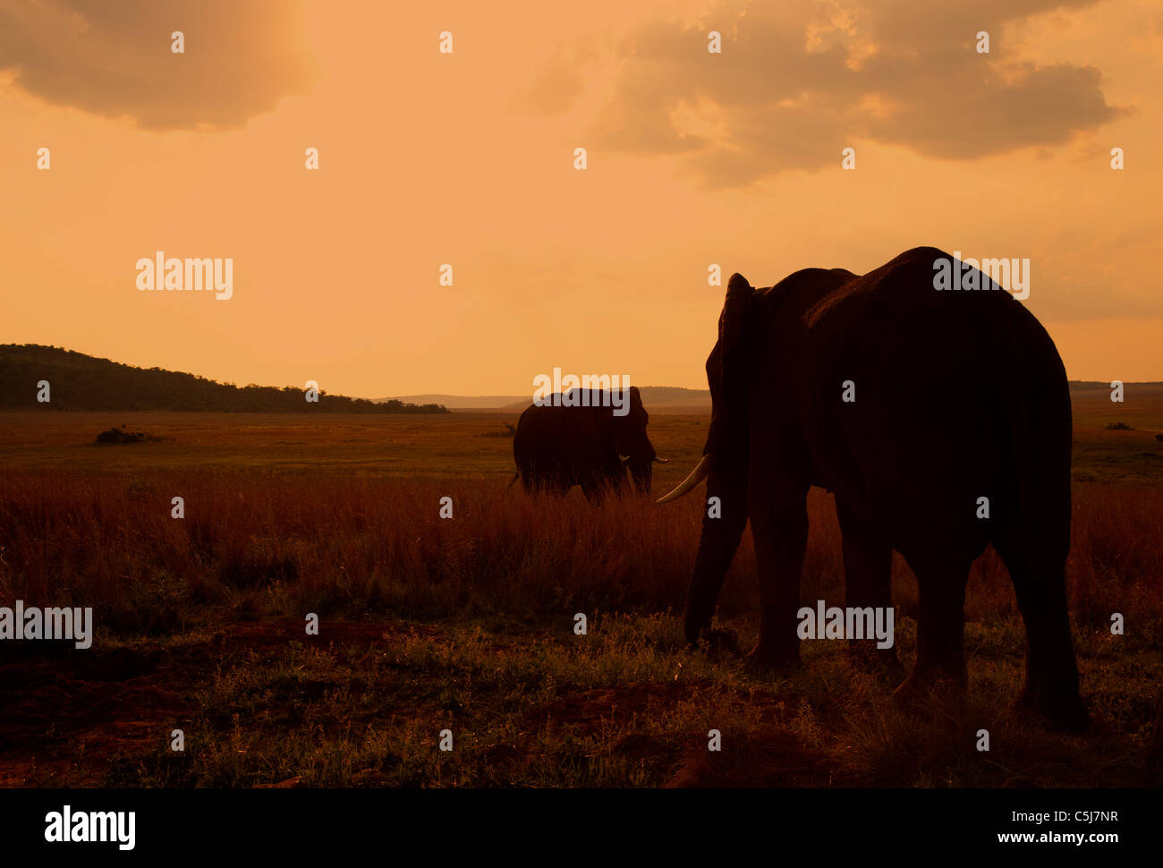 Elephants in Welgevonden game reserve south africa at sunset Stock Photo