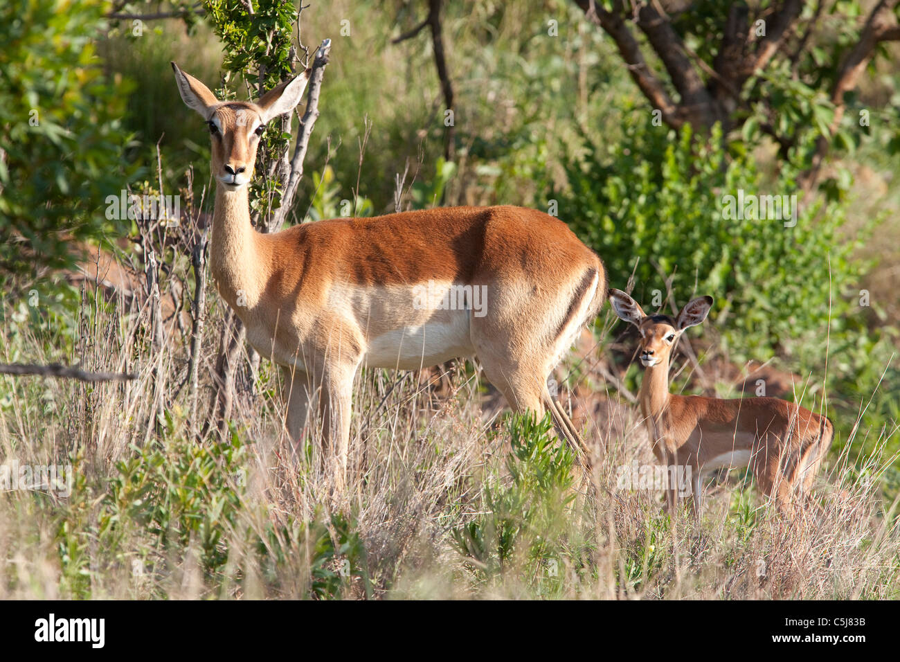 Impala Calf High Resolution Stock Photography and Images - Alamy