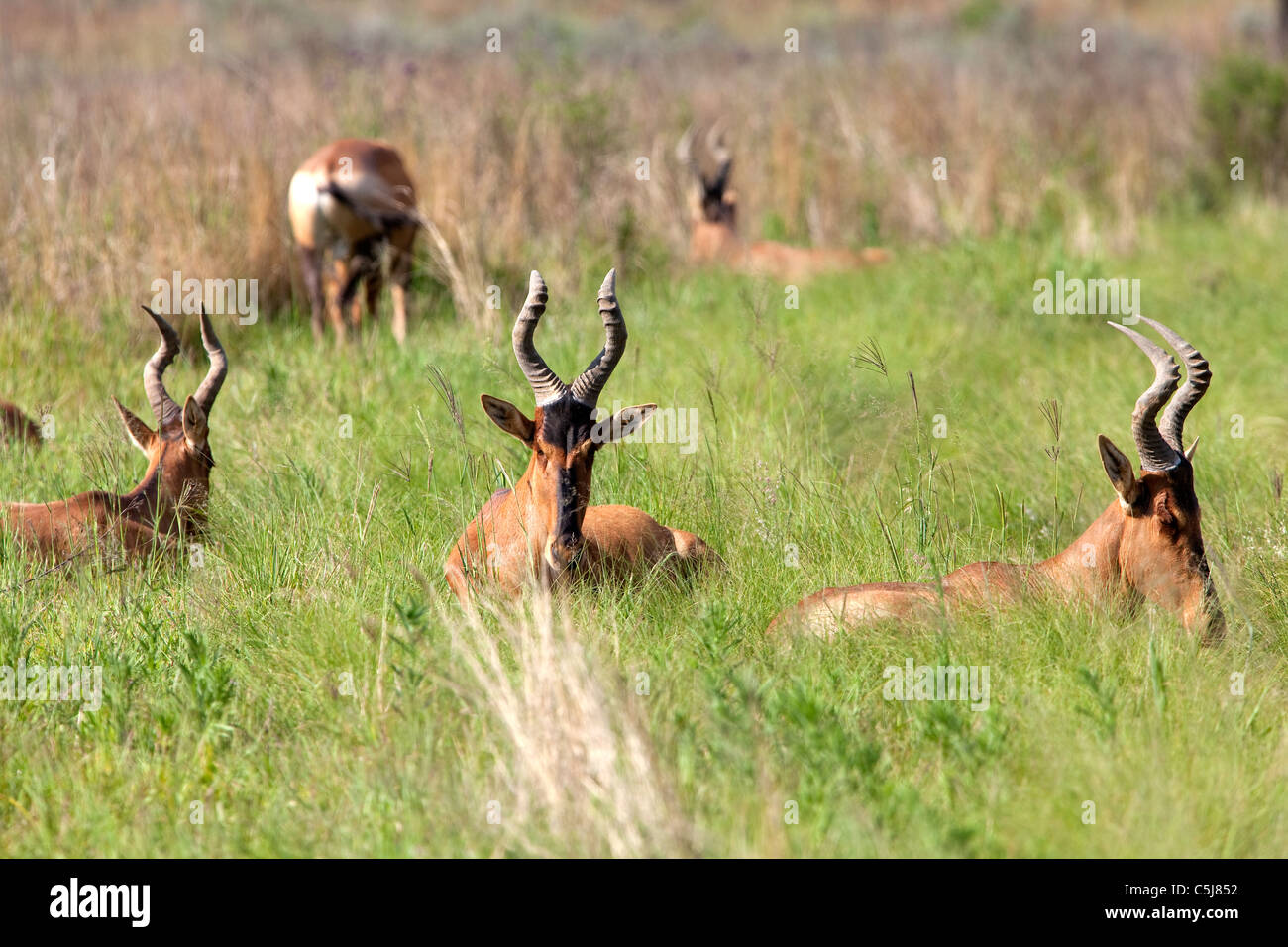 Red hartebeest lying in grass Stock Photo