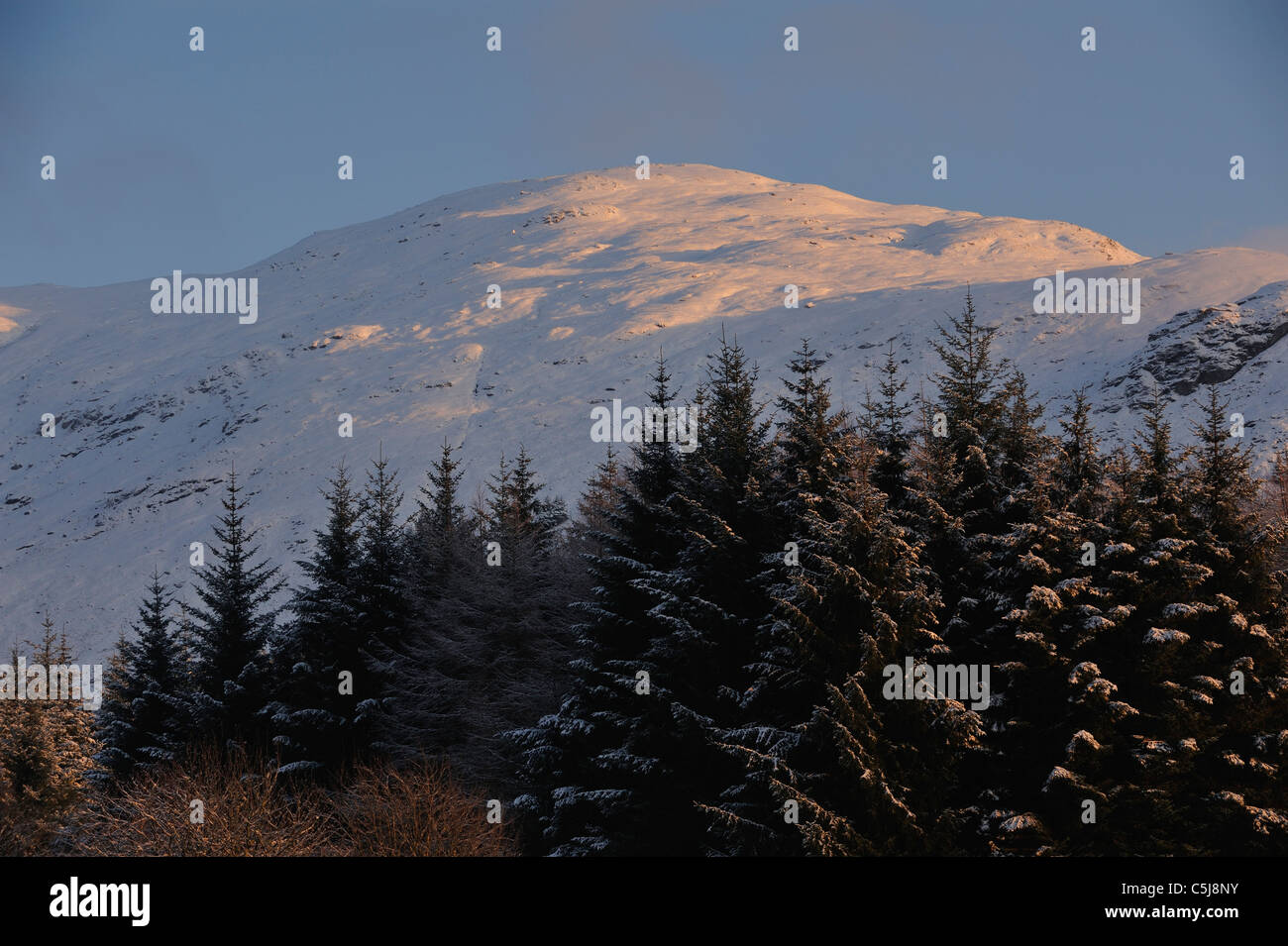 Snow-covered conifer woodland on the lower slopes of Ben More Crianlarich in warm evening light, Scottish Highlands, UK. Stock Photo