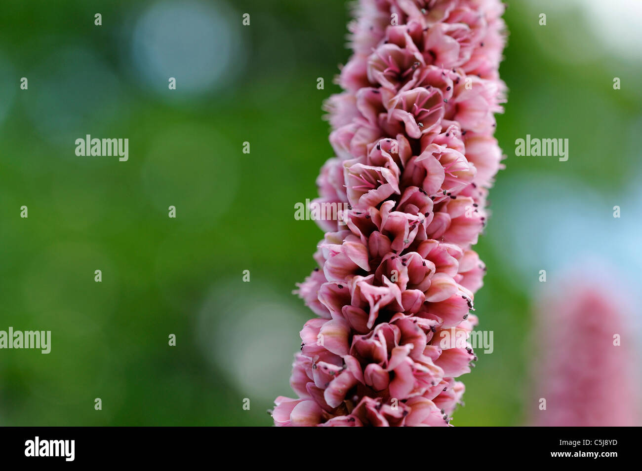 Close-up of pink polygonum Persicaria Affine flowers in a garden at Killin, Perthshire, Scotland, UK. Stock Photo