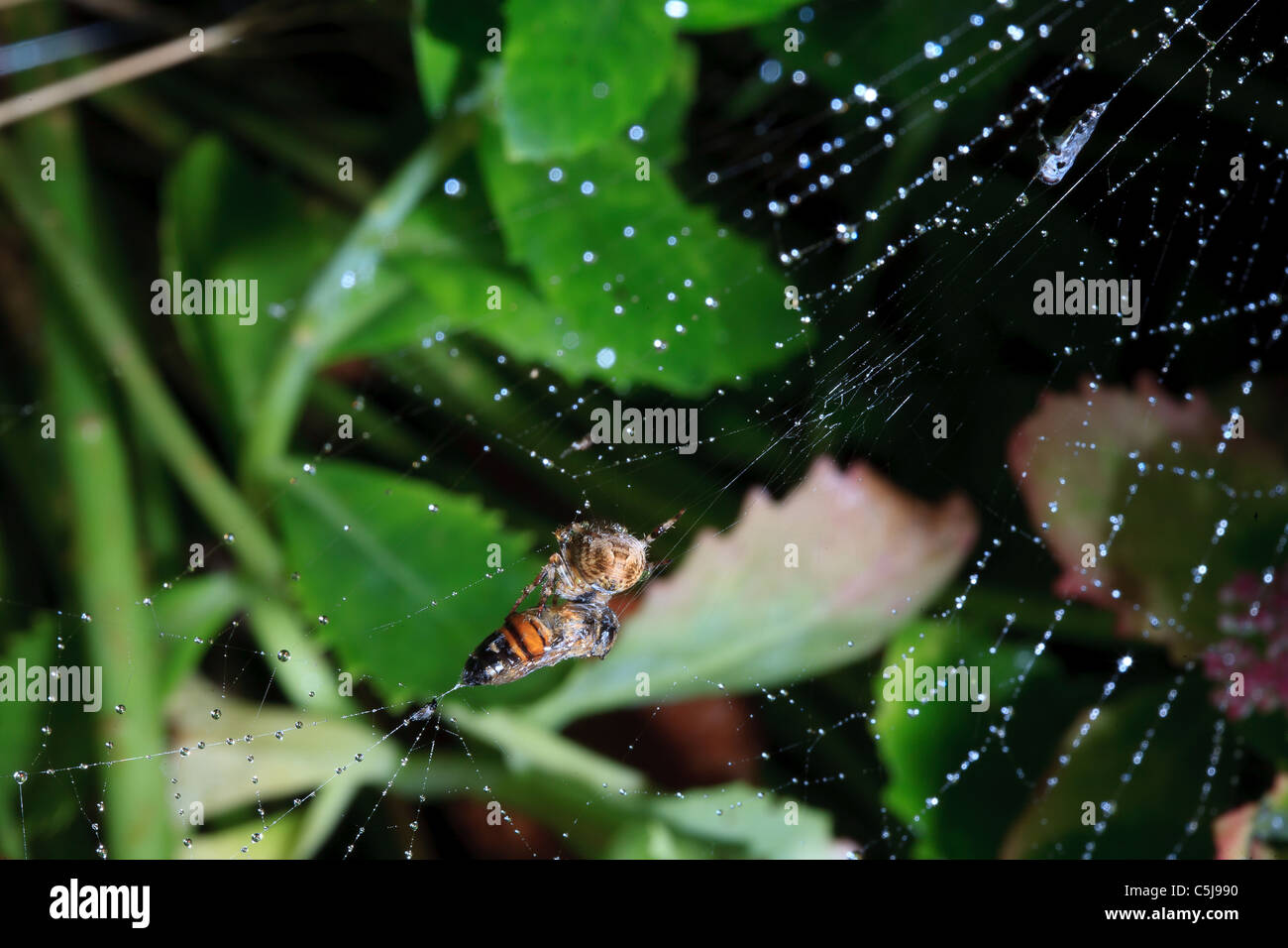 Bee in Spider's web Stock Photo Alamy