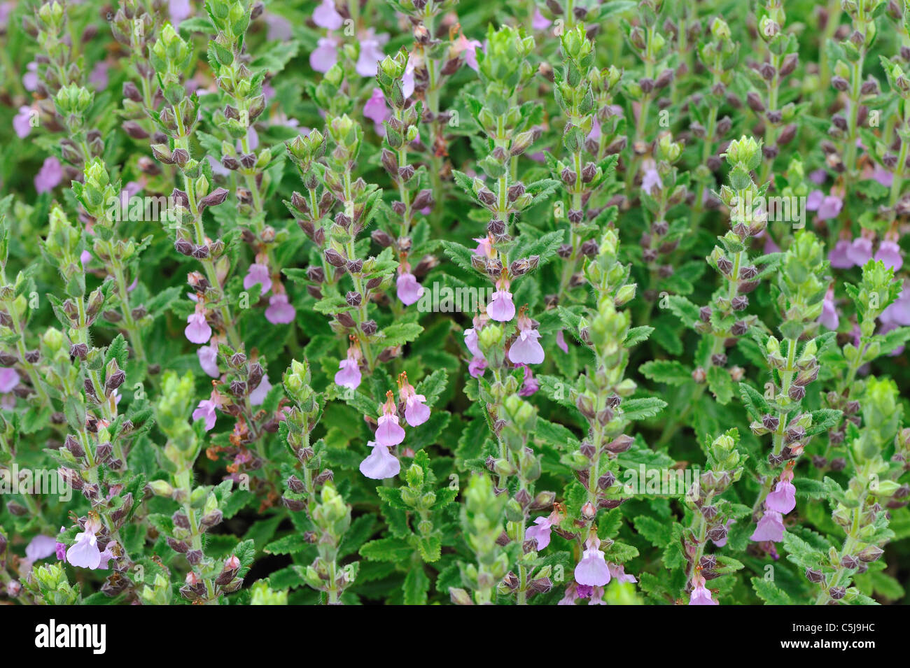 Wall germander (Teucrium chamaedrys) blooming in summer Stock Photo