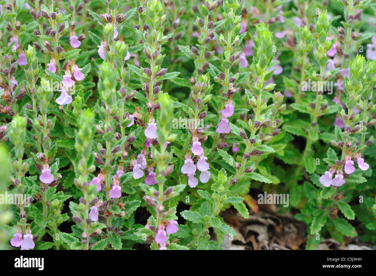 Wall germander (Teucrium chamaedrys) blooming in summer Stock Photo