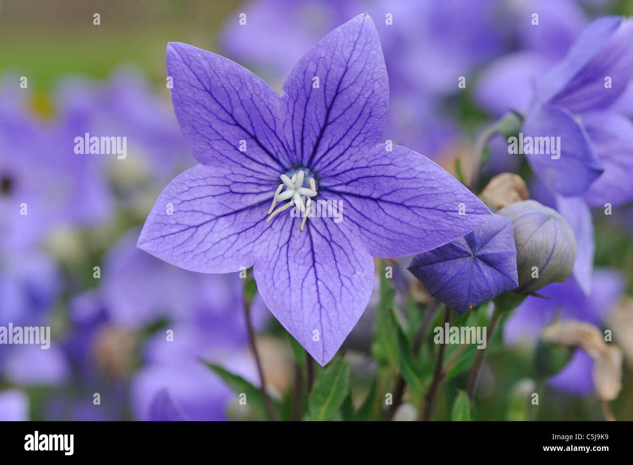 Chinese Bellflower Common Balloon Flower Japanese Bellflower Stock Photo Alamy