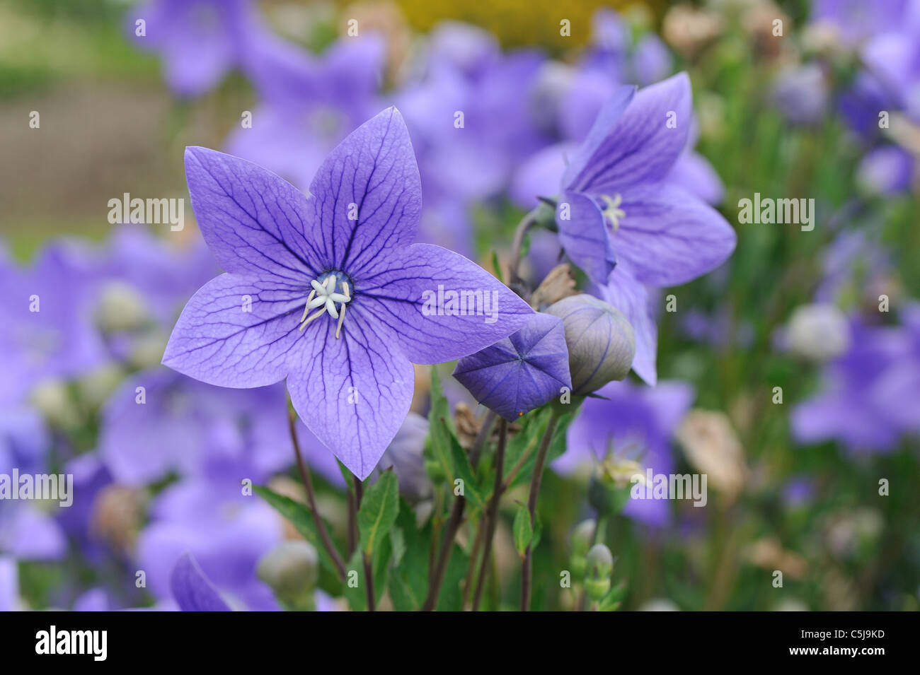 Chinese bellflower - Common balloon flower - Japanese bellflower (Platycodon grandiflorus) blooming in summer Stock Photo