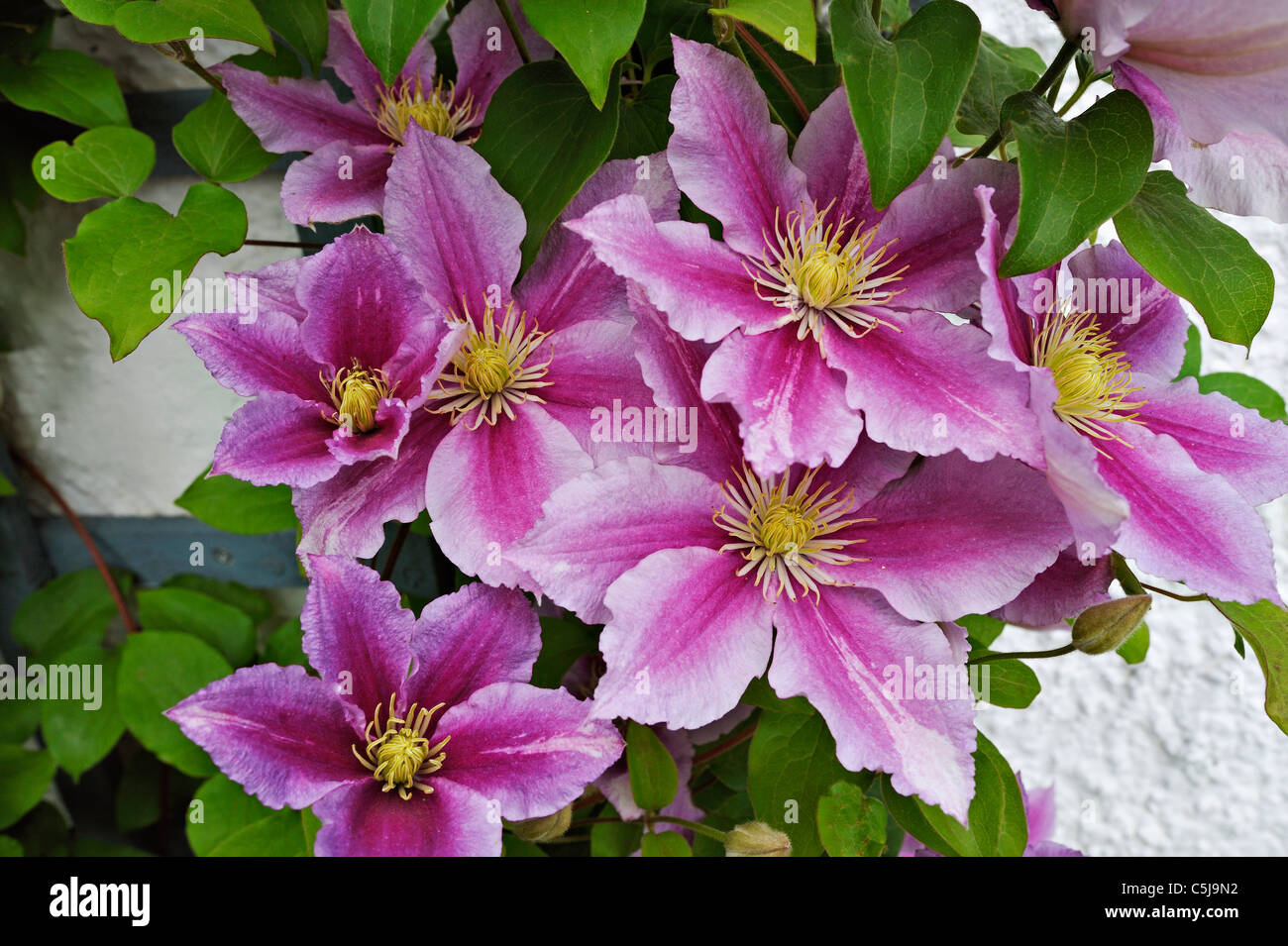 Clematis 'Dr Ruppel' in a garden at Killin, Perthshire, Scotland, UK. Stock Photo