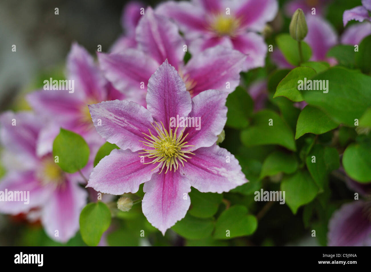 Clematis 'Dr Ruppel' in a garden at Killin, Perthshire, Scotland, UK. Stock Photo