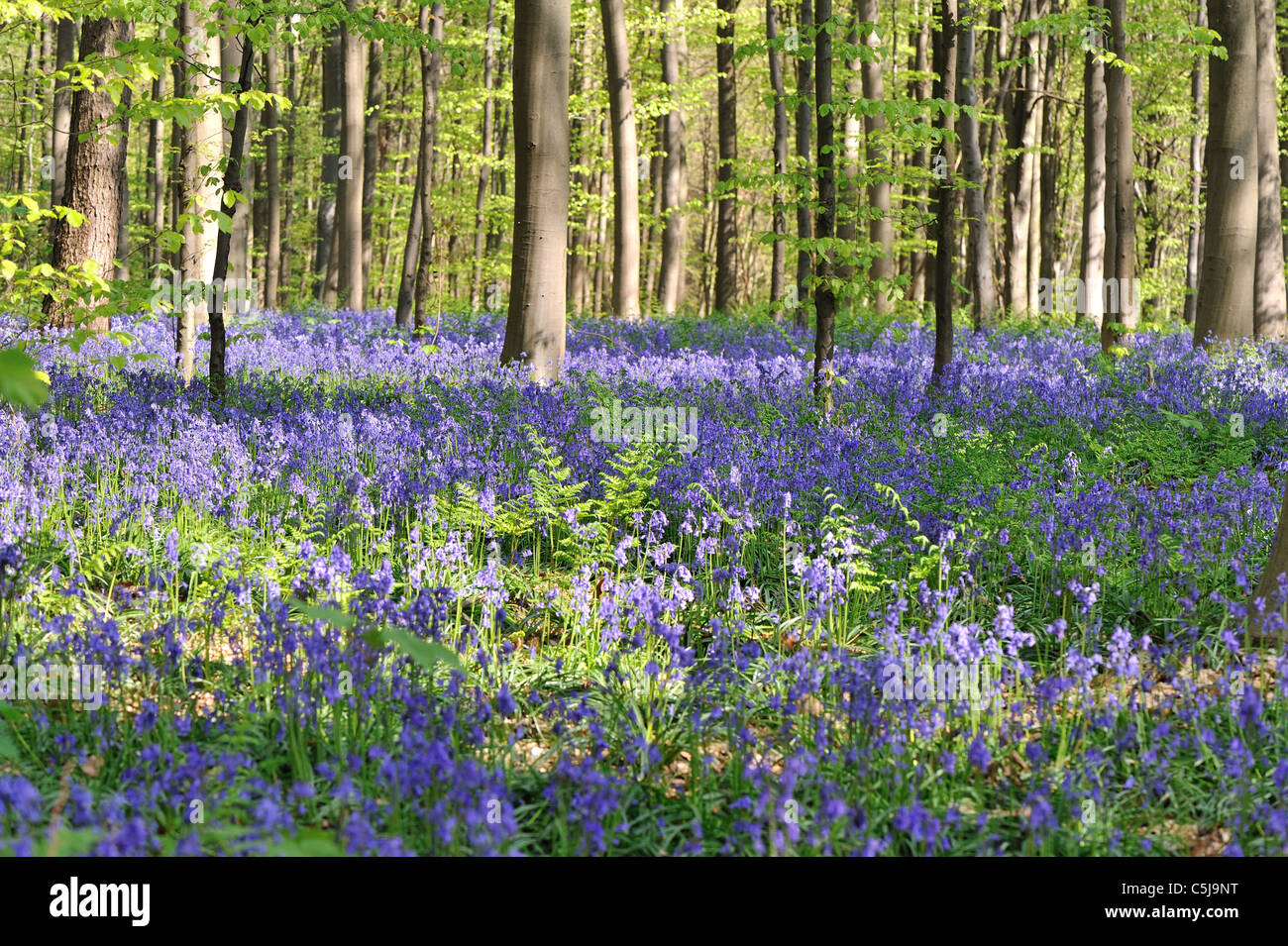Common bluebell Wild hyacinth Wood hyacinth (Endymion nonscriptus