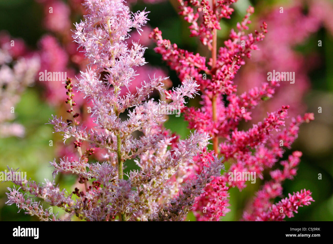 Pink and red astilbe Astilbe Erica in a summer garden. Stock Photo