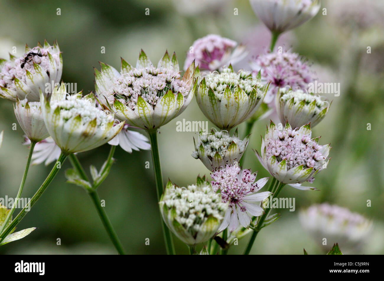 Close-up of astrantia flowerheads Astrantia Major in a summer garden. Stock Photo