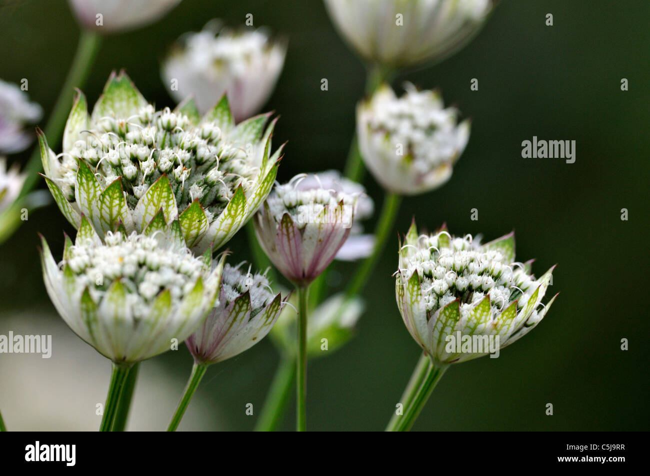 Close-up of astrantia flowerheads Astrantia Major in a summer garden. Stock Photo