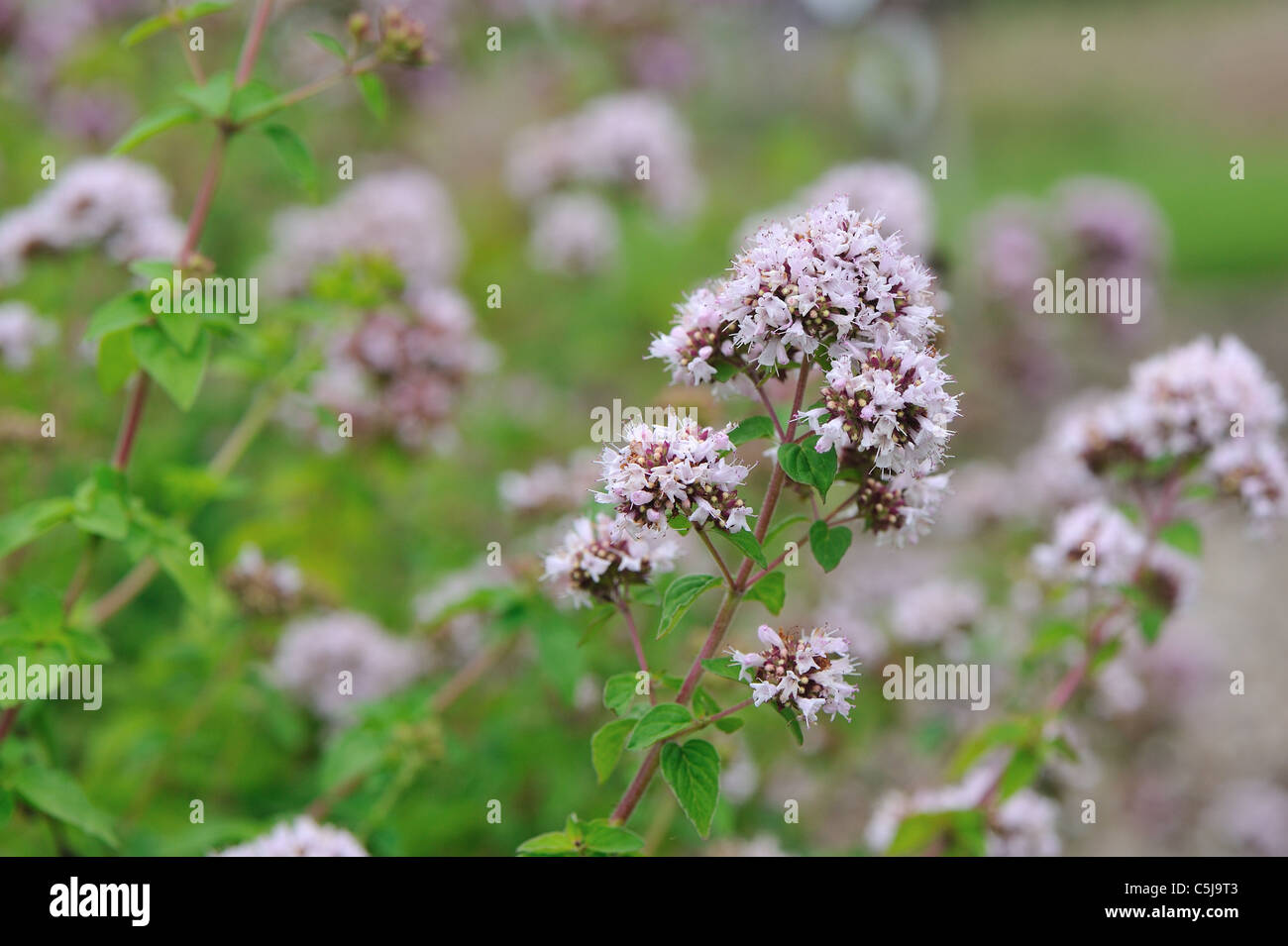 Oregano - Wild marjoram (Origanum vulgare) flowering in summer Stock Photo