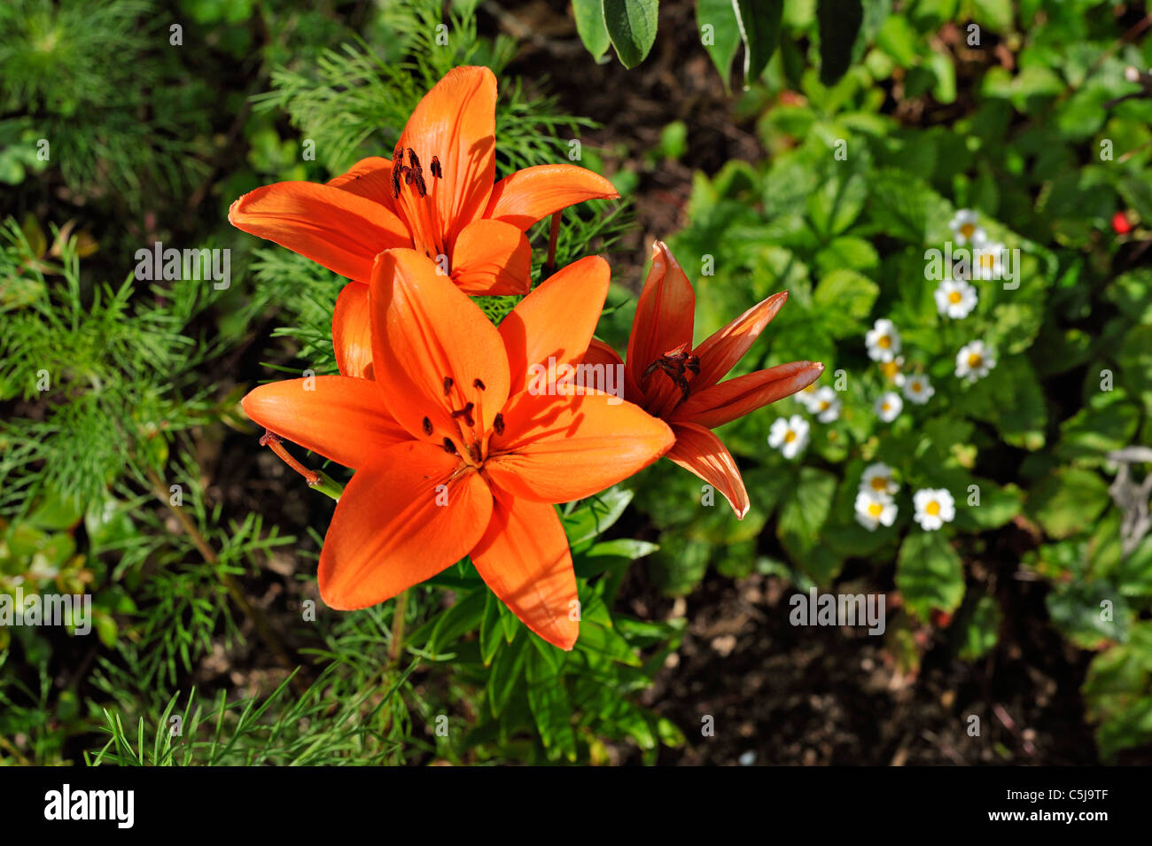 Bright orange lily flowers Lilium Umbellatum in a garden at Killin, Perthshire, Scotland, UK. Stock Photo