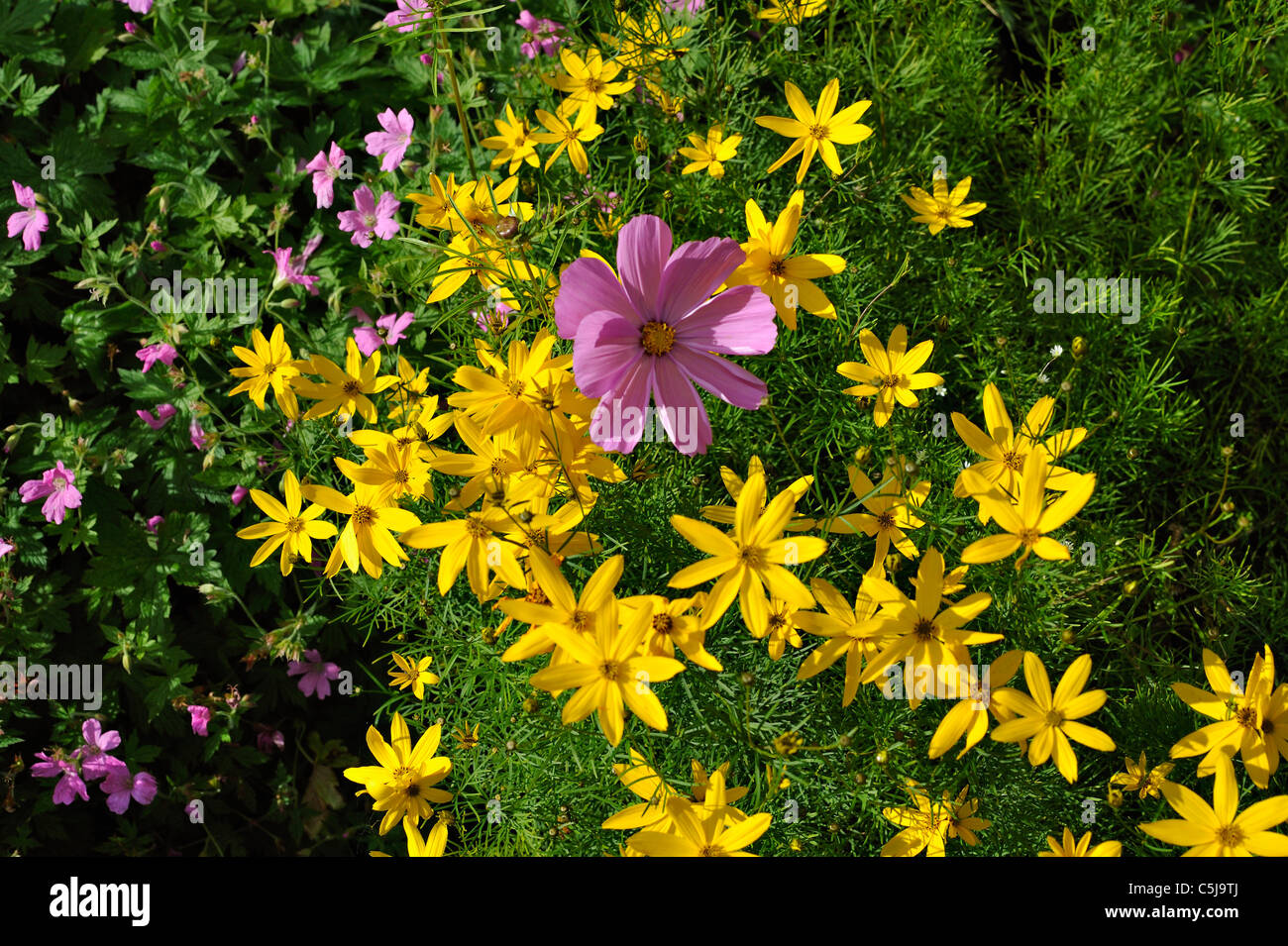 Yellow tickseed flowers Coreopsis Verticulata with cosmos and geraniums in a garden at Killin, Perthshire, Scotland, UK. Stock Photo