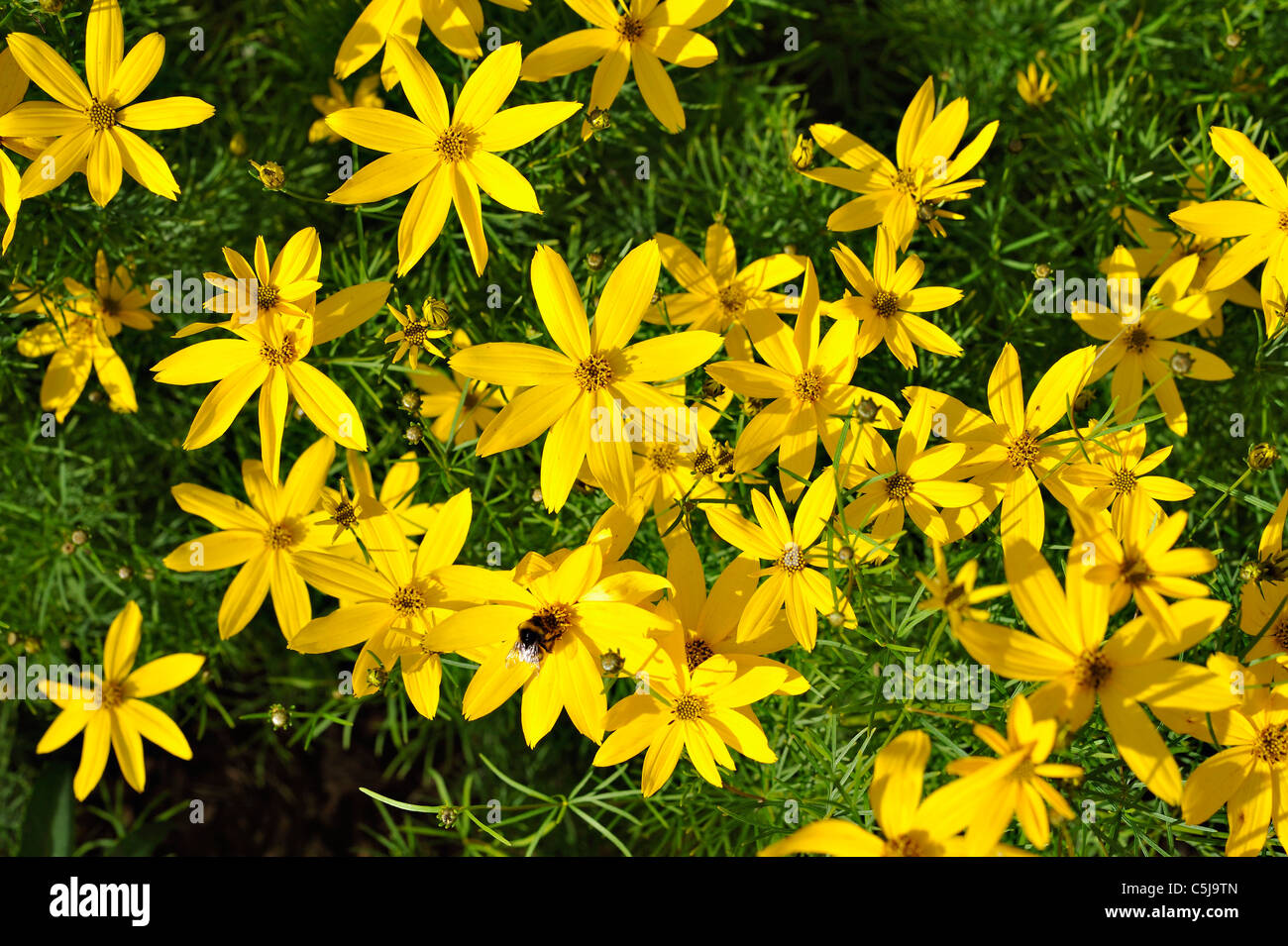Bright yellow tickseed flowers Coreopsis Verticulata in a garden at Killin, Perthshire, Scotland, UK. Stock Photo