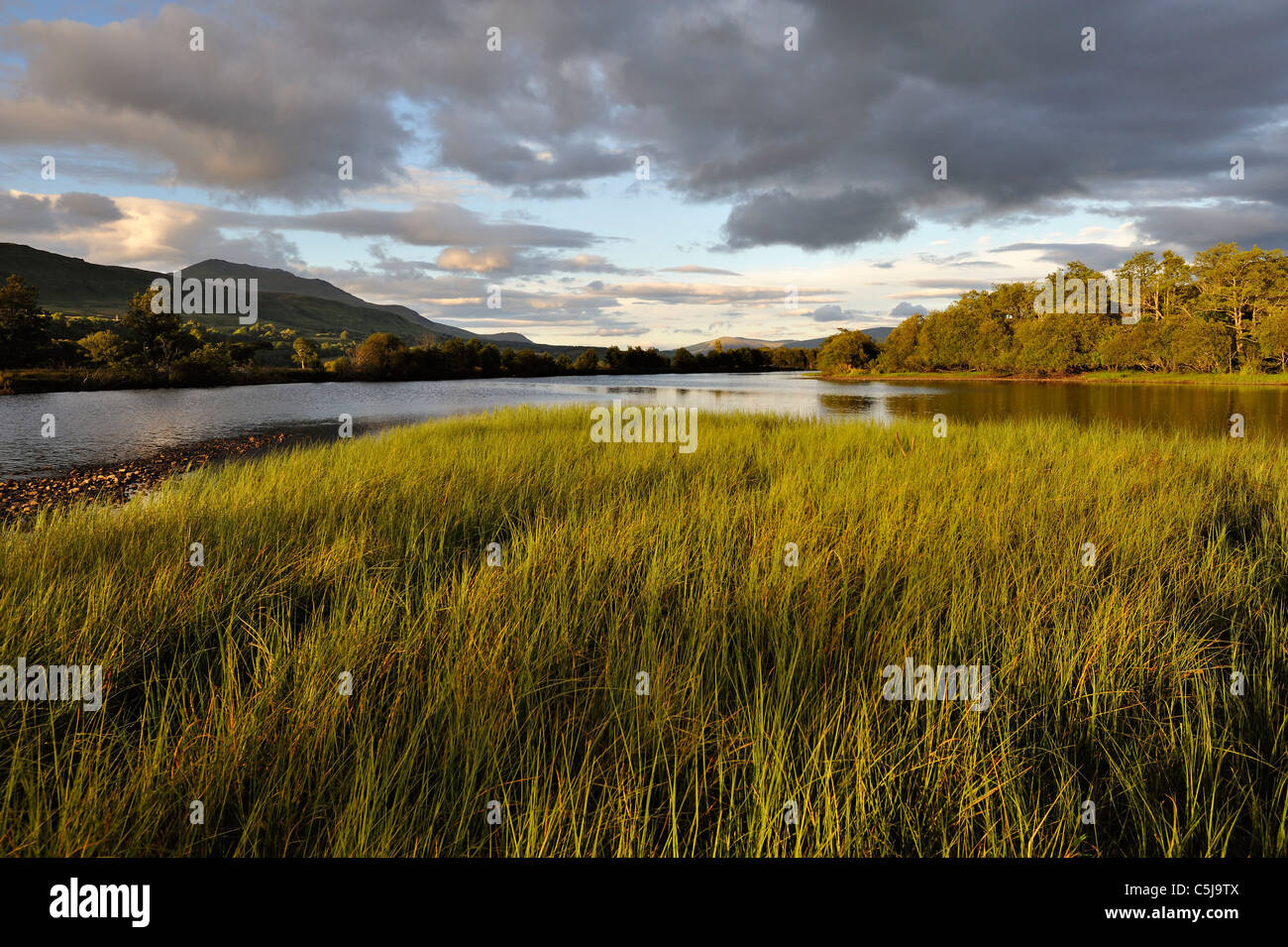 River Rushes Uk Rushes bed hi-res stock photography and images - Alamy