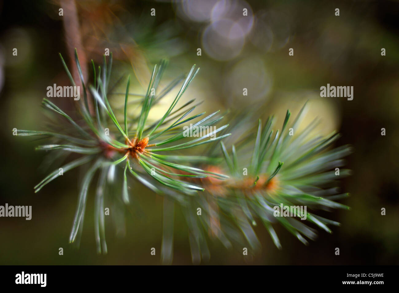 Close-up of Scots pine needles Pinus Sylvestris with shallow depth of field and interesting bokeh. Stock Photo