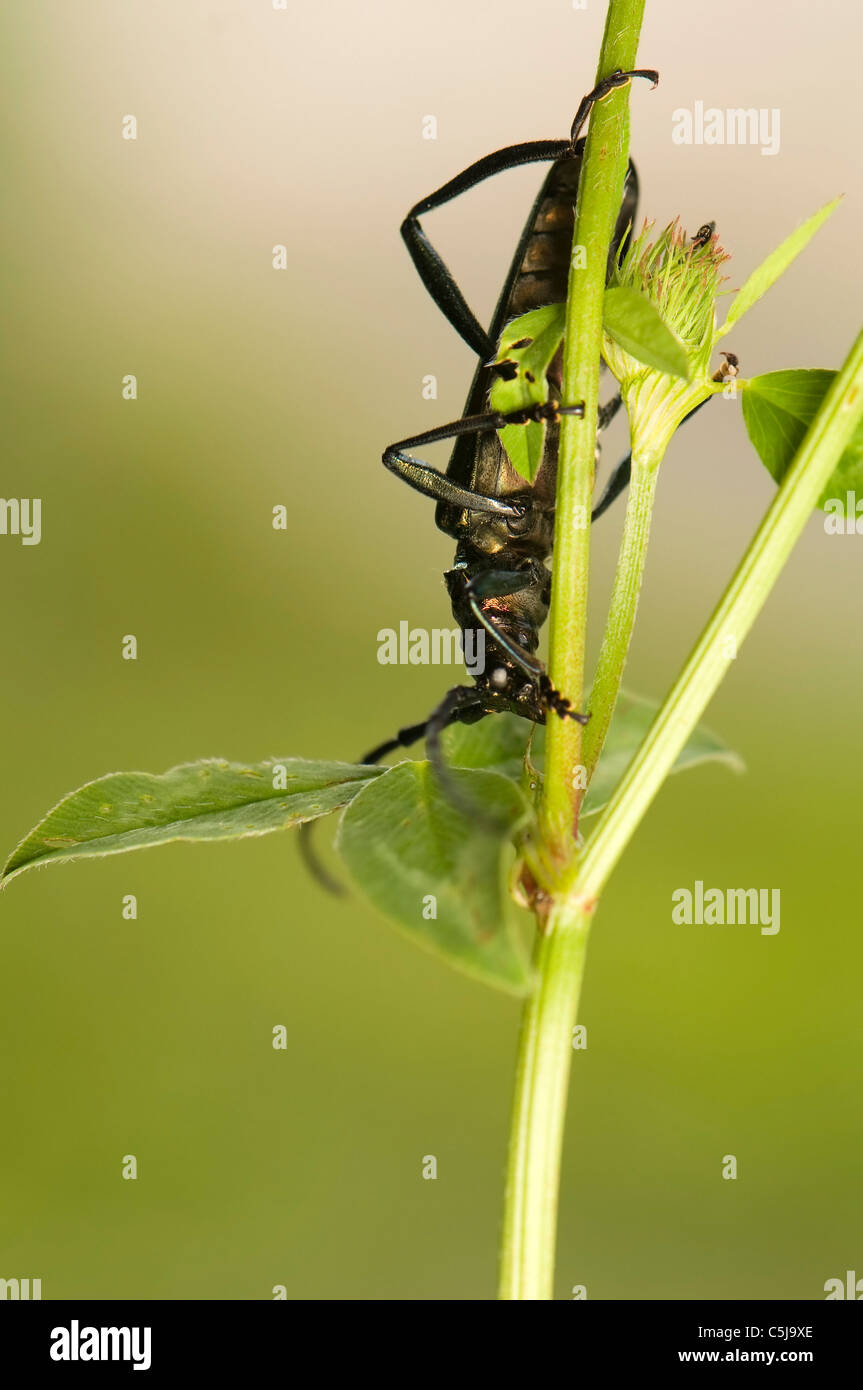 Animals antenna arthropod hi-res stock photography and images - Alamy