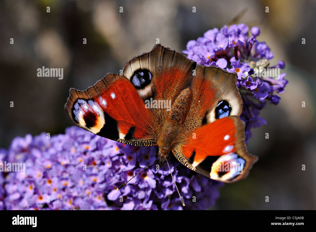 Close-up of a peacock butterfly on a buddleja flower Buddleja Davidii ...