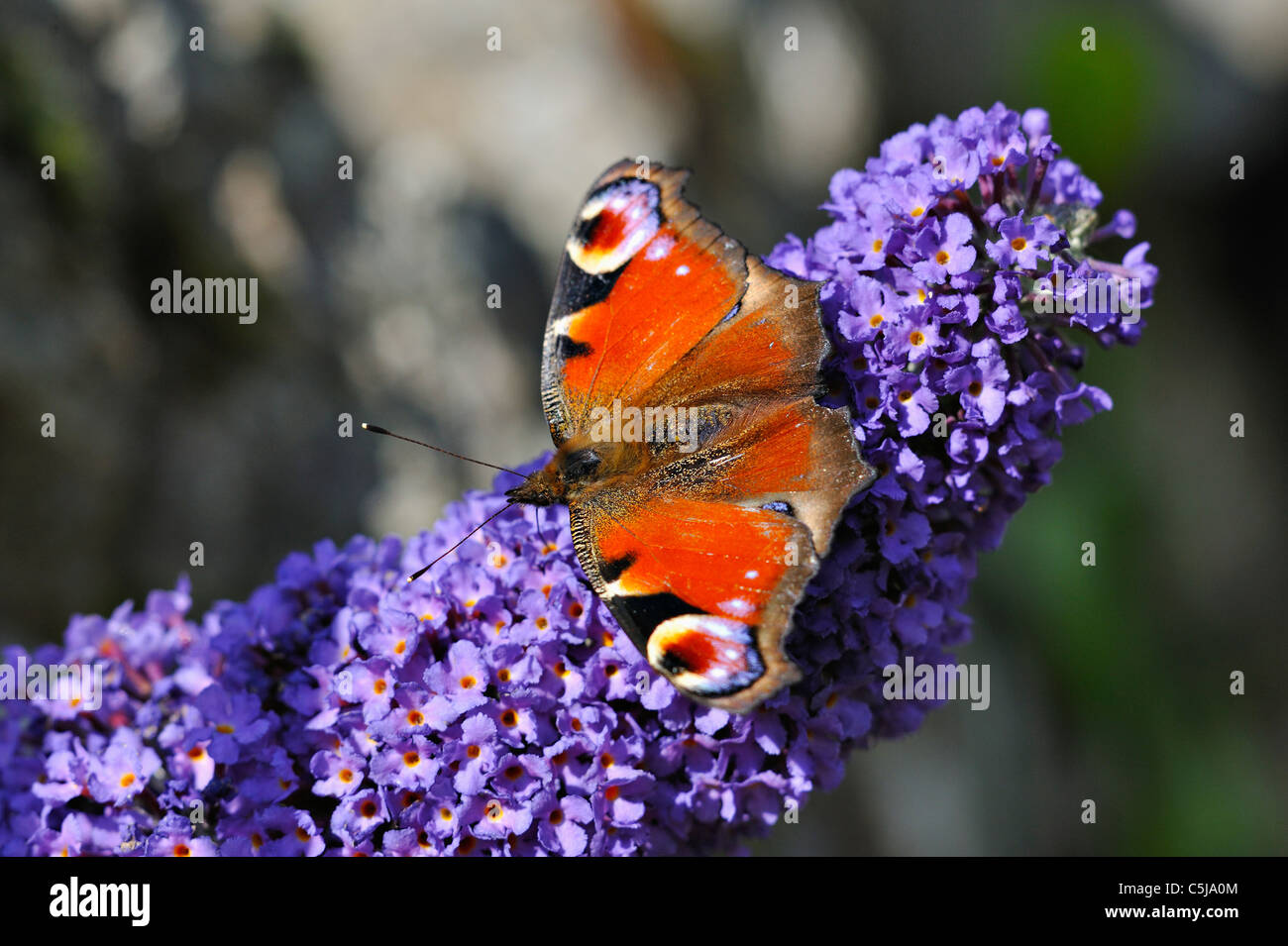 Close-up of a peacock butterfly on a buddleja flower Buddleja Davidii ...
