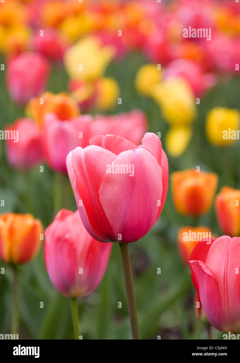 Yellow and pink tulips hi-res stock photography and images - Alamy