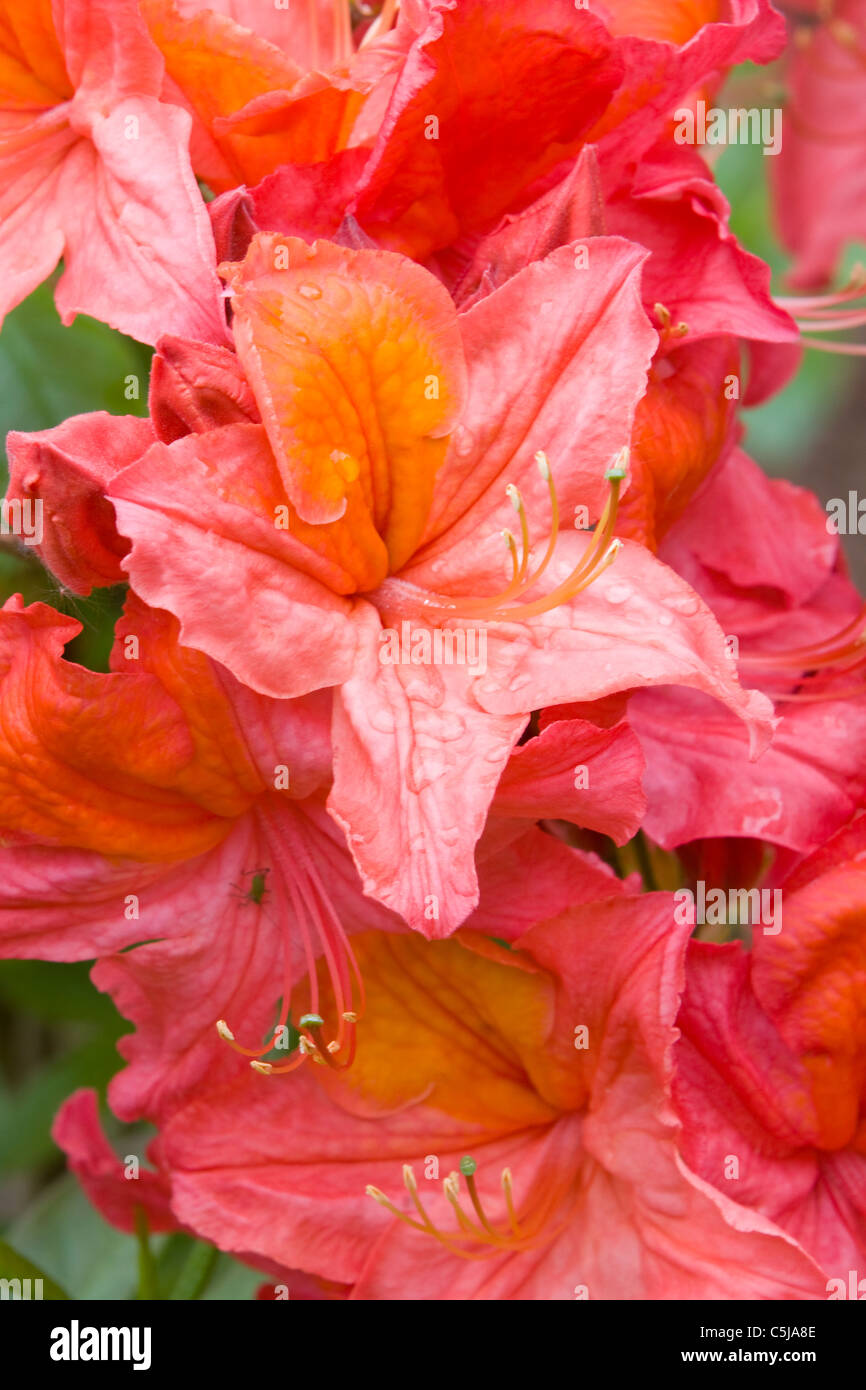 Rhododendron Mount Saint Helens Stock Photo Alamy