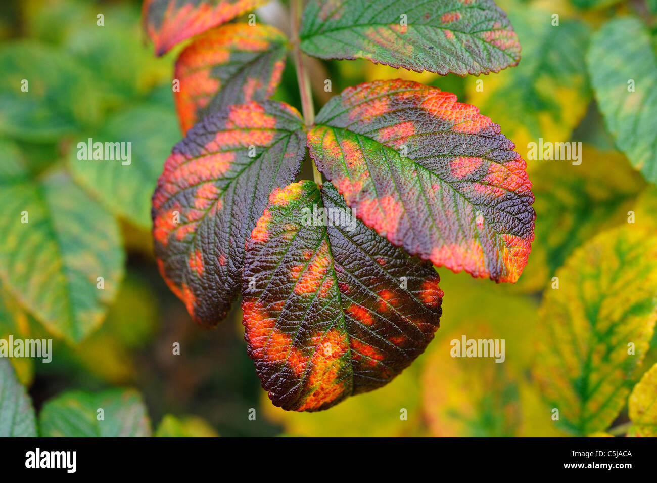 The beginning of autumn colours in rugosa leaves in a garden at Killin, Perthshire, Scotland UK Stock Photo