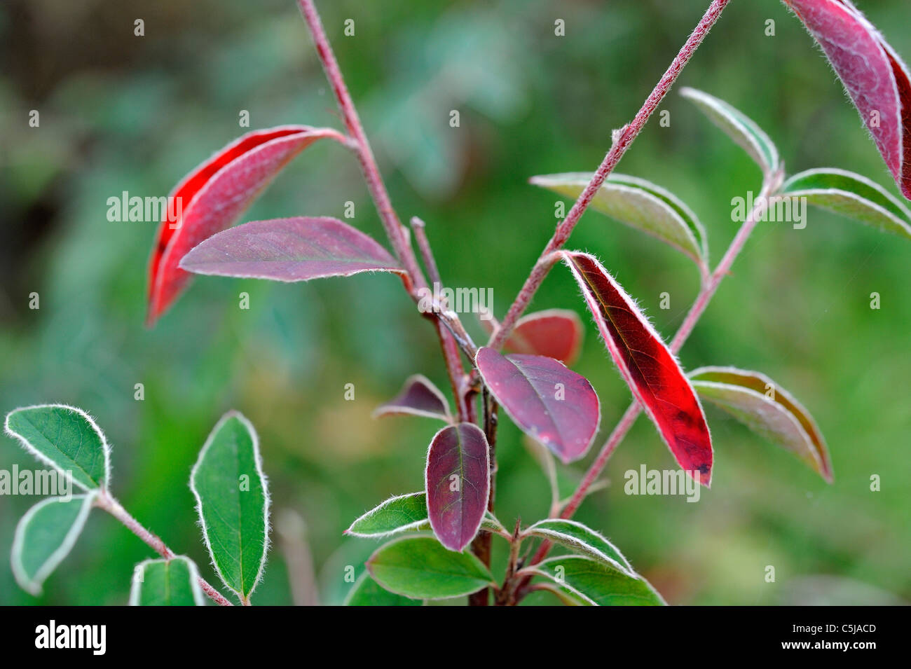 Bright red leaves of autumn on a species of cotoneaster shrub Stock Photo