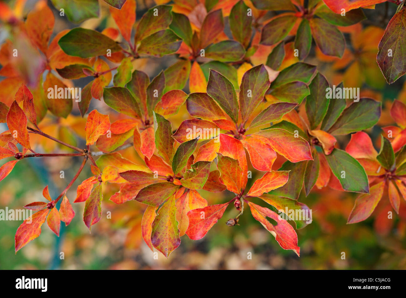 Enkianthus leaves in brilliant fall colors Stock Photo