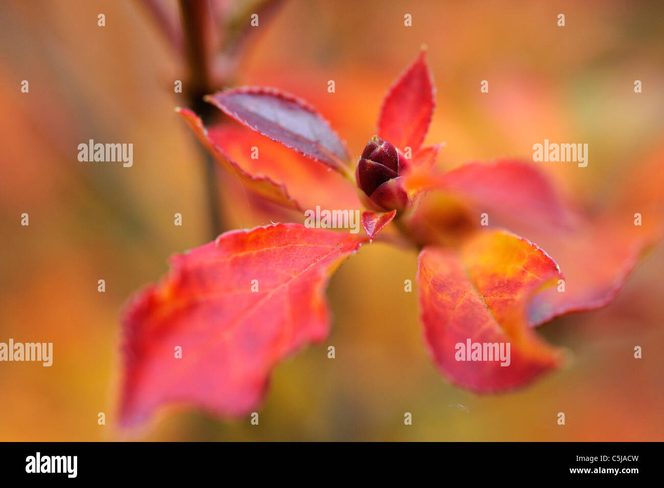 Enkianthus leaves in brilliant fall colors Stock Photo