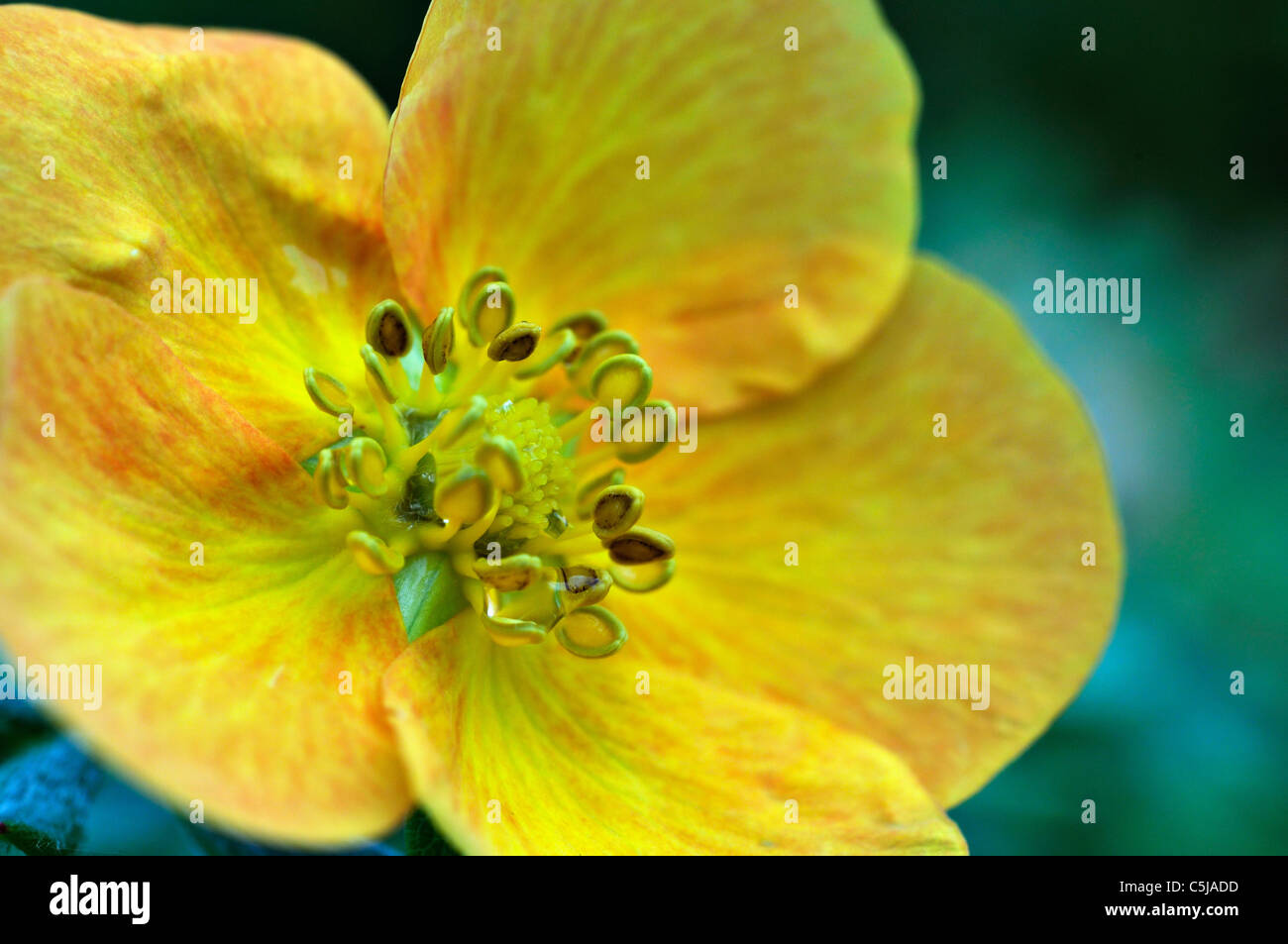 Close-up of golden potentilla flower Stock Photo