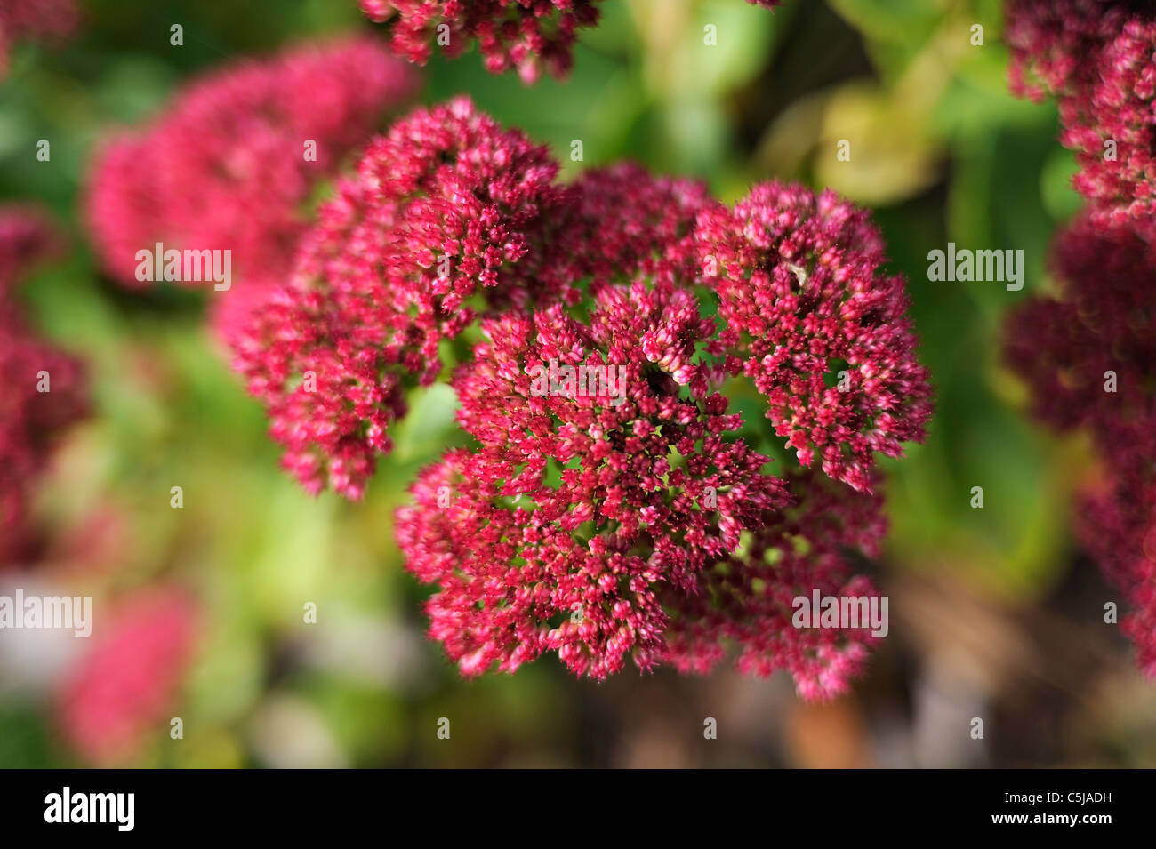 Bright red sedum flowerheads Stock Photo