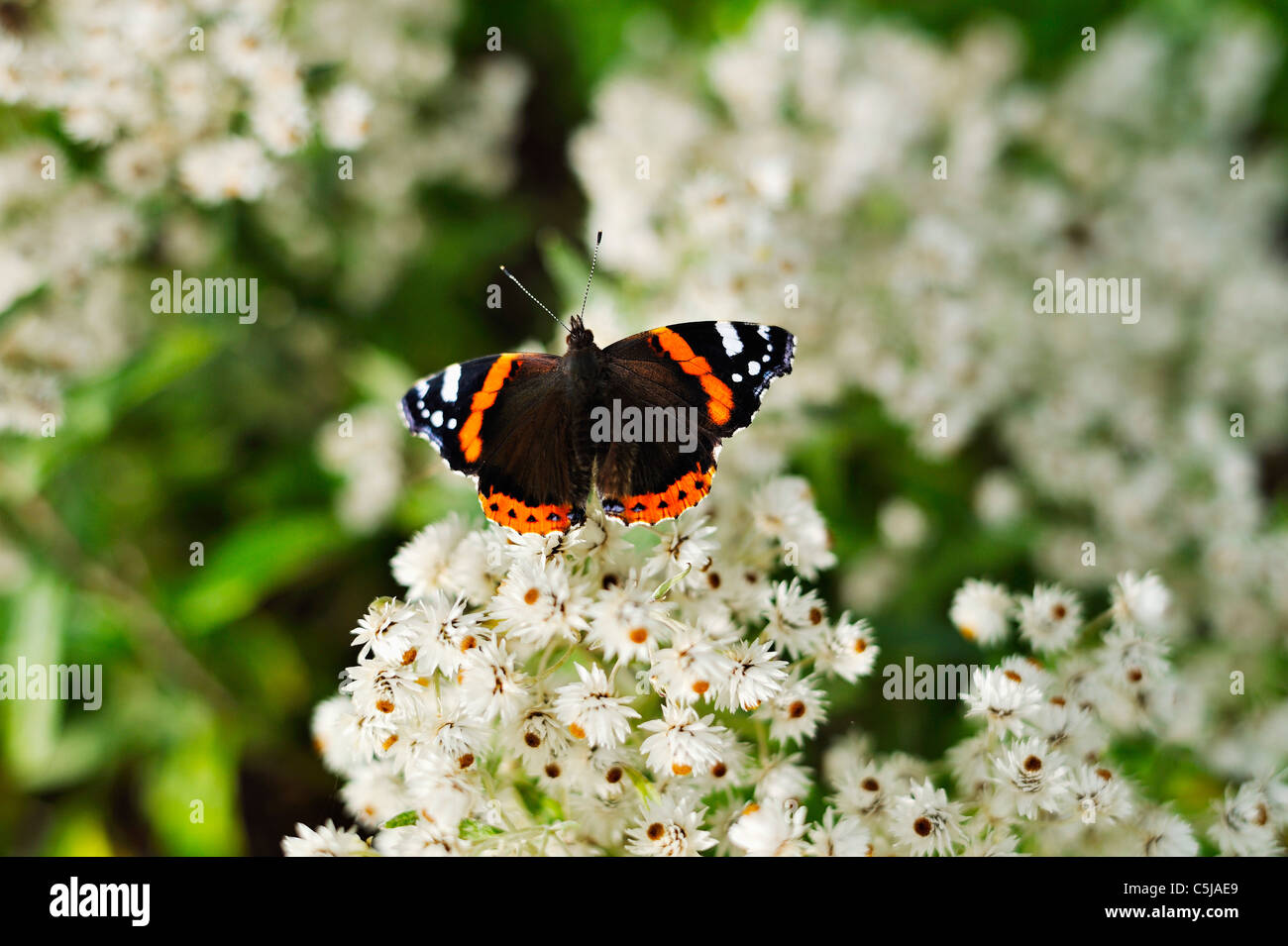 Red admiral butterfly on a  daisy bush Olearia Stock Photo