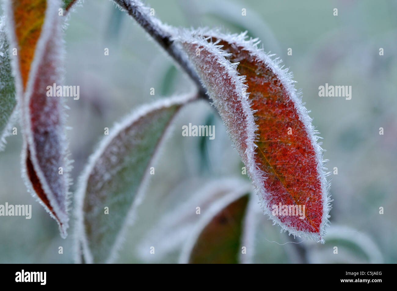 Cotoneaster leaves rimmed with frost in early winter Stock Photo