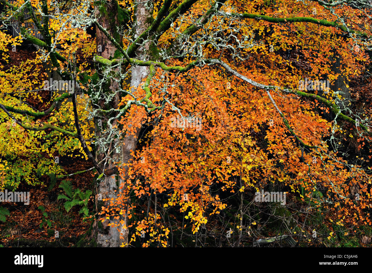 Beech trees in full autumn colours Stock Photo