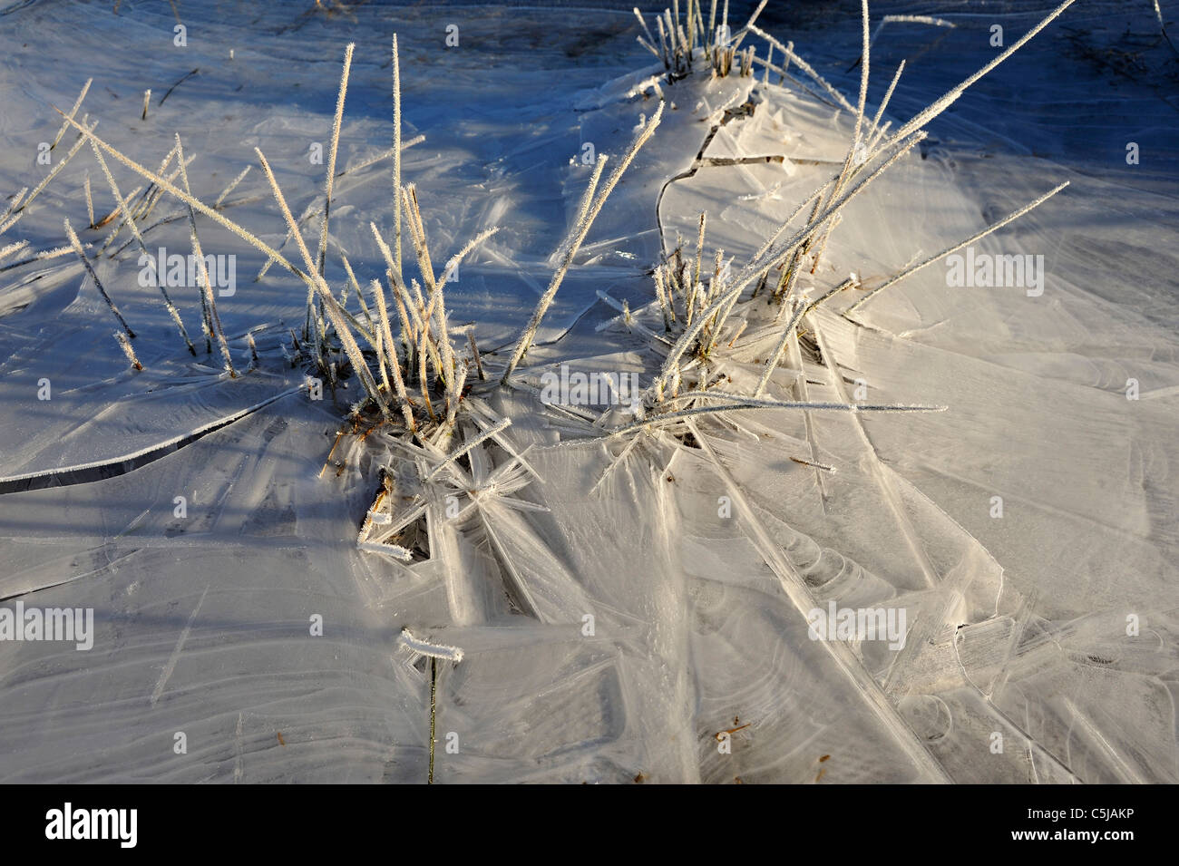 Frozen grasses and thin ice in a flooded field creat pattern and texture, Killin, Scotland Stock Photo