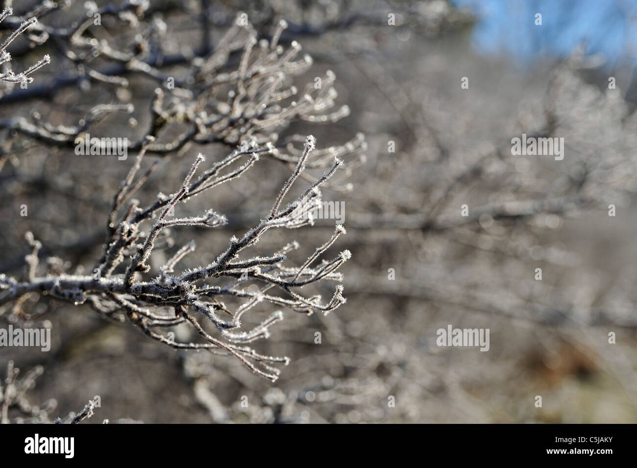 Frost clings thickly to blackthorn branches, Killin, Scotland Stock Photo