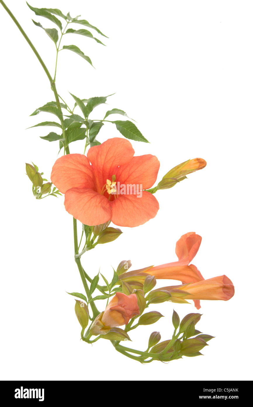 Bignonia, trumpet vine isolated on white background Stock Photo