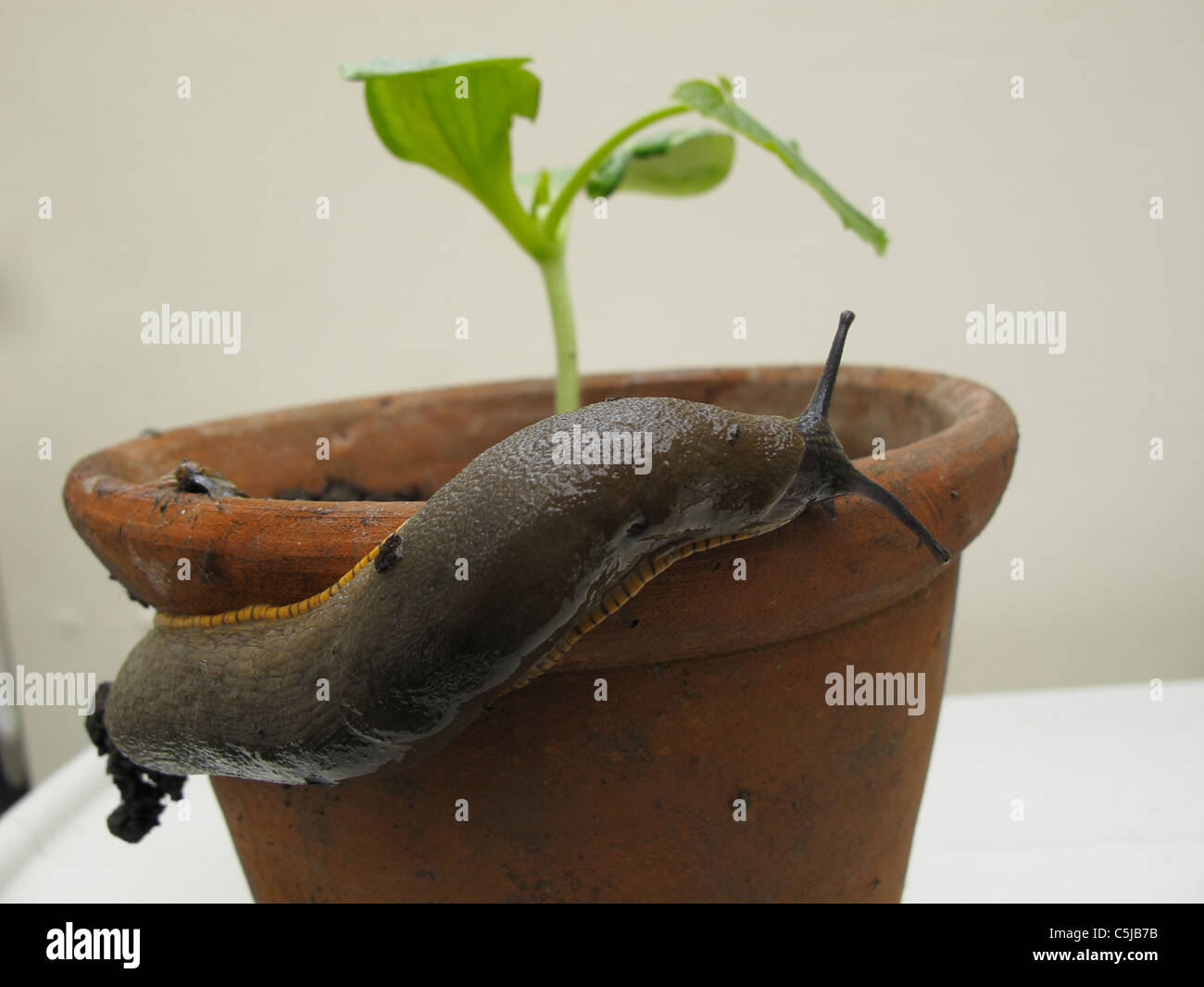 slug on a flowerpot with a courgette plant Stock Photo