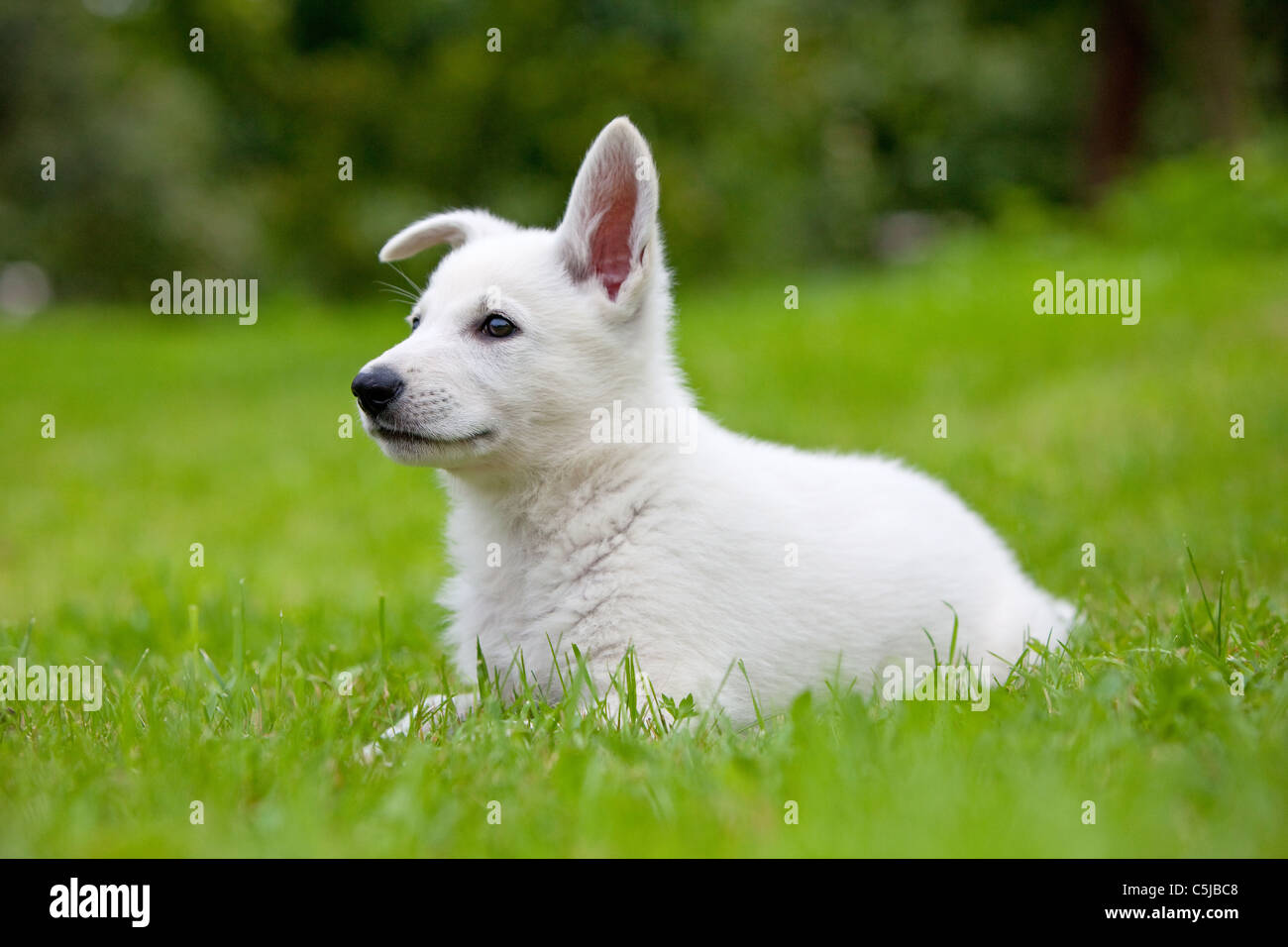 white puppy on green grass Stock Photo - Alamy
