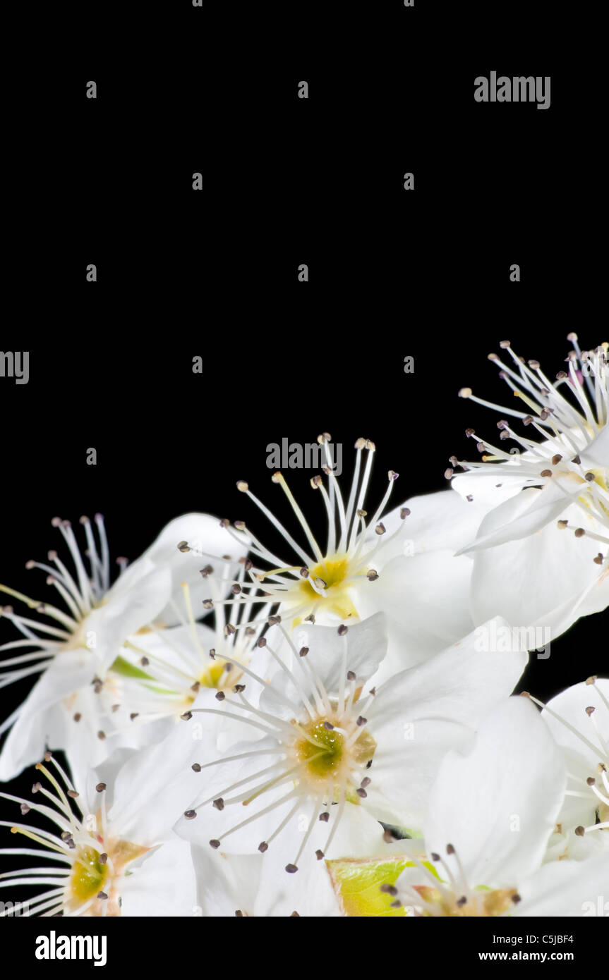 White flowers of a Bradford Pear tree on black background Stock Photo