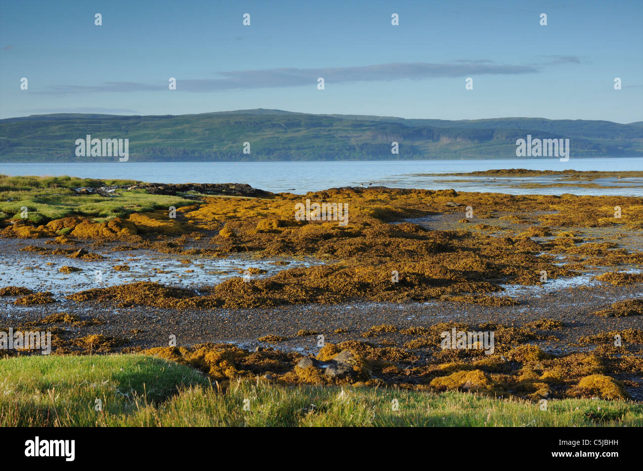 Seaweed covered rocks, Salen Bay, Isle of Mull, Argyll, Scotland, UK Stock Photo