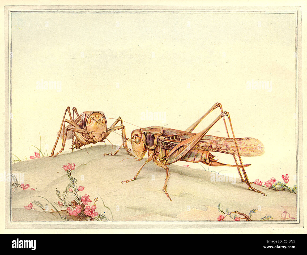 THE WHITE-FACED DECTICUS  - Antiquarian Insect Illustration Stock Photo